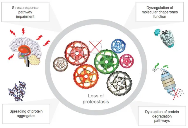 Figure 4. Mechanisms of loss of proteostasis. The disruption of the proteostasis network is generally related 