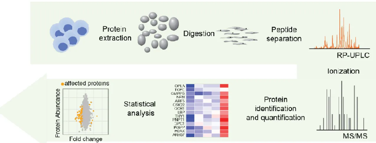 Figure 12. Typical proteome quantification workflow. A typical MS experiment consists in extraction of 