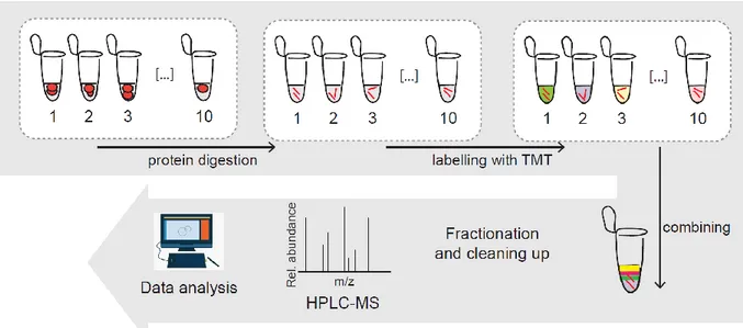 Figure 13. Workflow of TMT technique. After the first step of protein digestion, peptides are labelled and 