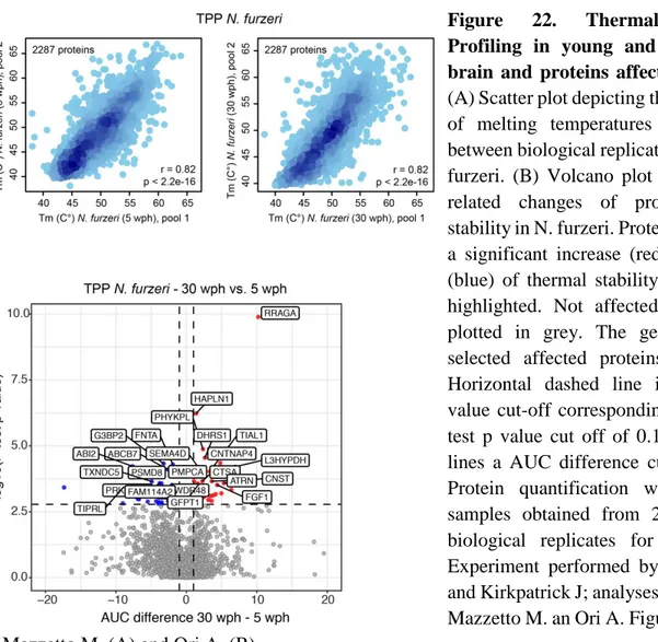 Figure  22.  Thermal  Proteome  Profiling  in  young  and  old  killifish  brain  and  proteins  affected  by  aging