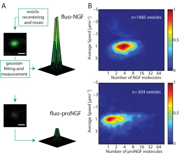 Figure 3.  Quantification of NTs number carried by each vesicle. (A) Schematization of NT number 