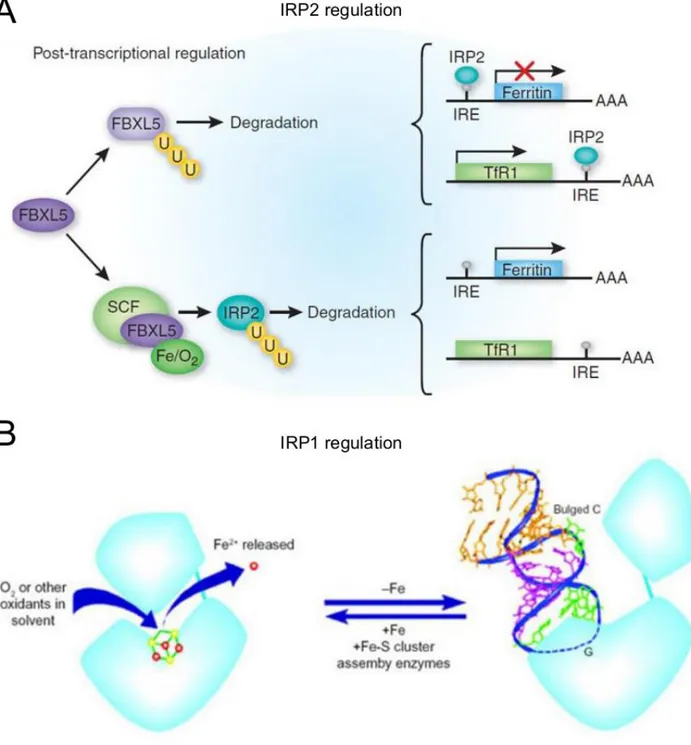 Figure  1.3:  IRPs  proteins  regulation.   A)  IRP2  is  ubiquitinated  by  the  SKP1-CUL1-FBXL5  E3  ubiquitin  ligase  complex  in  an  iron-dependent  manner  and  degraded
