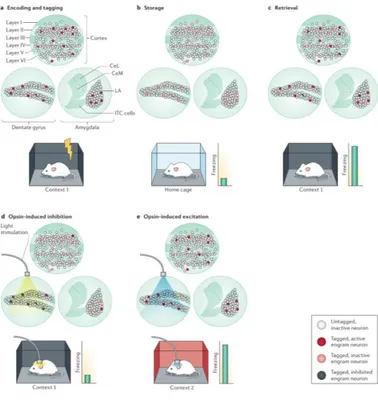 Figure 6 a During fear conditioning, a mouse is placed in context 1 and 