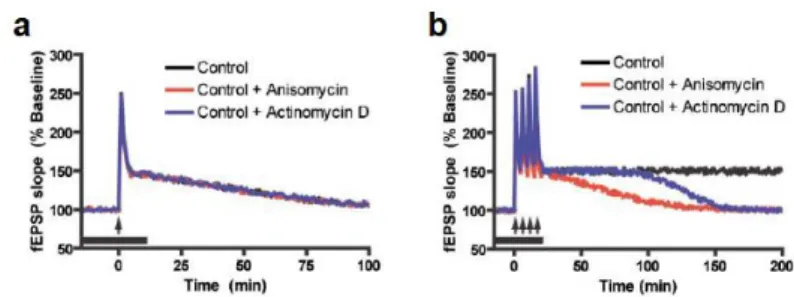 Figure  11  a  Time  course  of  E-LTP  induced  by  a  single  tetanus  at  CA1 