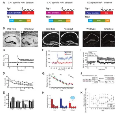 Figure 16 a Deletion of NMDA receptor NR1 subunit in speciﬁc subregions 