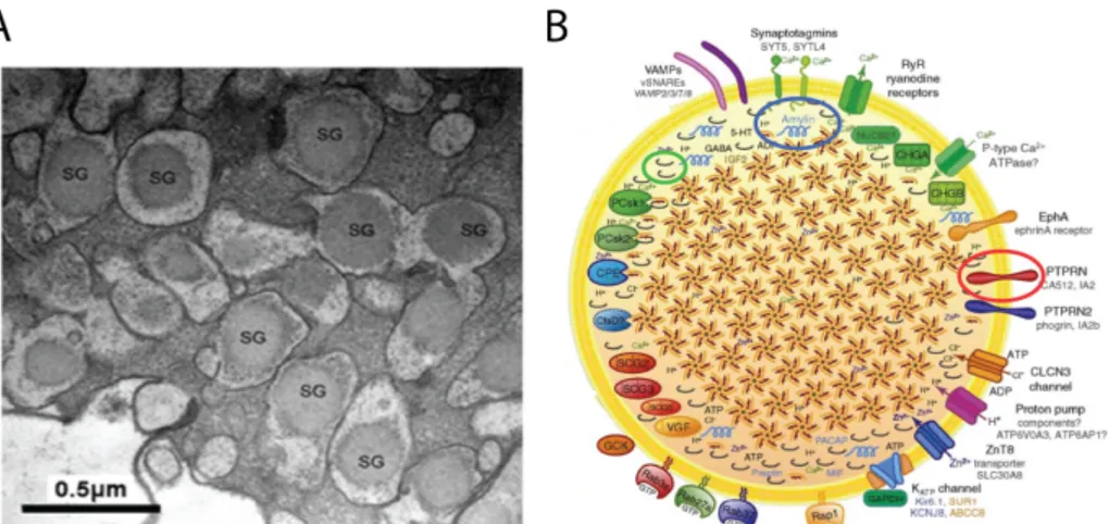 Figure 1.3: A) Transmission electron micrograph of insulin secretory granules with electrondense core surrounded by a pale halo