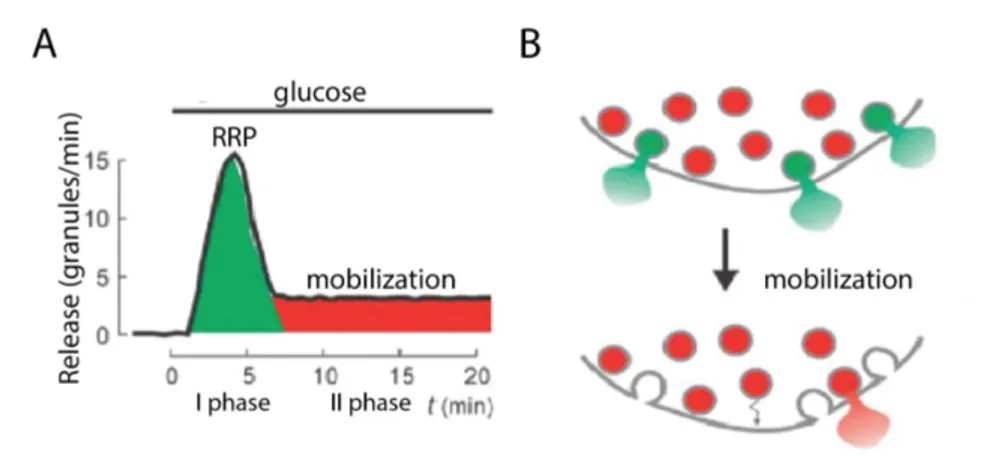 Figure 1.5: A) Schematic of glucose-induced insulin secretion. B) A limited pool of granules is immediately available for release, corresponding to I phase of secretion (RRP, green granules)
