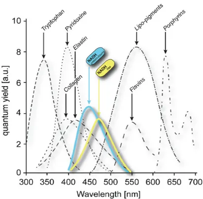 Figure 2.1: Emission spectra of NAD(P)H bound (blue) and NAD(P)H free (yellow) are shown