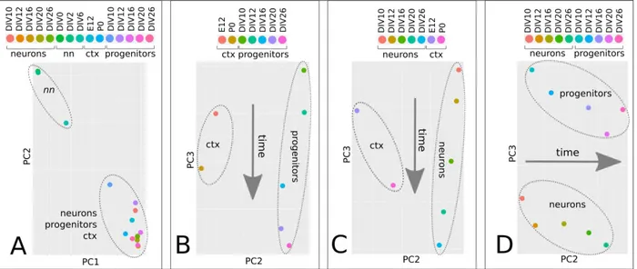 Figure 4.  miRNAome time trajectories in corticogenesis. A-C, PCA of miRNA global profiles of