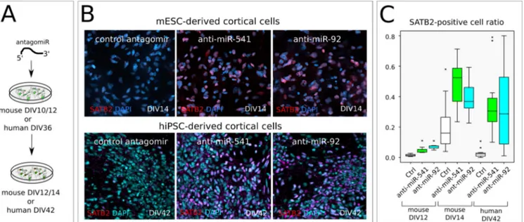 Figure 6. miR-92a-b and miR-541 function in mouse and human cortical cells. A, Outline of the in vitro assay of miR-541 inhibition by LNA-antisense oligonucelotide lipofection in corticalized mESCs