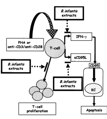 Fig. 6. Proposed model ofthe effect ofBifidobacterium infantis extracts on prevention ofkeratinocyte apoptosis mediated
