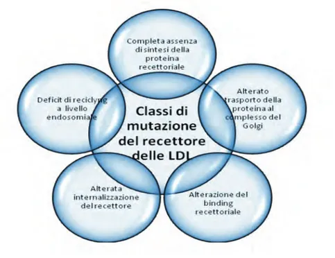 Figura 2. Classi di mutazioni del gene LDL-R
