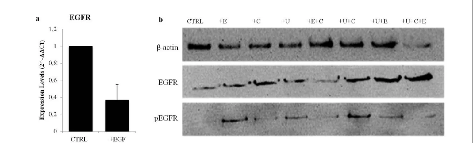 Figure  1:  Effect  of  EGF-stimulation  on  EGFR  expression  and  activity.  (a)  EGFR  gene-expression  in  EGF-stimulated  HaCaT  cells,  data  are shown as expression levels, relative to control cells