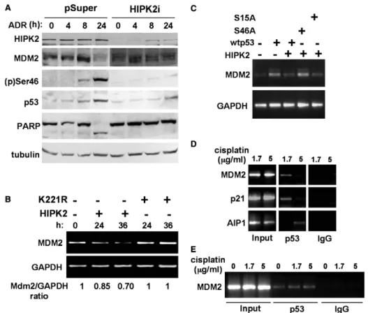 Fig. 1. MDM2 levels are transcriptionally regulated by HIPK2-dependent p53Ser46 phosphorylation