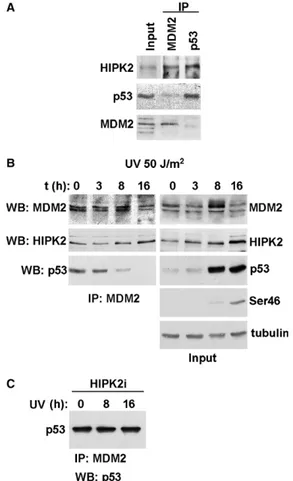 Fig. 2. Physical interaction between HIPK2 and MDM2. Bacterially expressed GST–HIPK2 (A), GST–MDM2 (B) and GST were  incu-bated with 293 total cell extracts transfected with HA-MDM2 (A), Flag–HIPK2, Flag–HIPK2DC and Flag–HIPK2DN (B) expression vectors for 