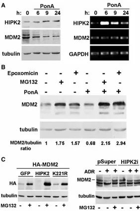 Fig. 5. HIPK2 downmodulates MDM2 protein levels via proteasomal degradation. (A) H1299–HIPK2-IND cells were treated with PonA and collected at the indicate time points