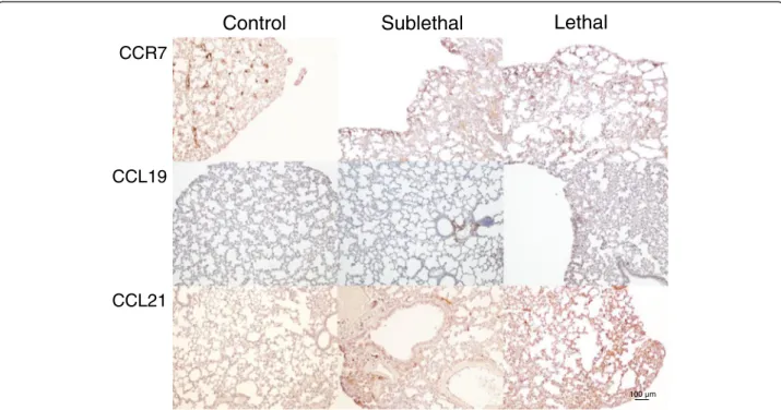 Figure 2 Immunohistochemical staining of CCR7, CCL19 and CCL21 in lung tissue. Staining of CCR7, CCL19 and CCL21 in lung tissue from control mice and from mice with sublethal and lethal doses of R