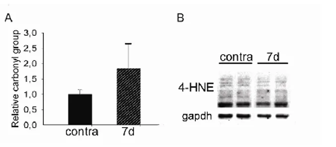 Fig  3.  Oxidative  stress  does  not  induce  cellular  damage  in 