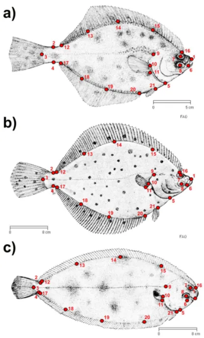 Figure 1. Landmark configuration collected on (a) Platichthys flesus, (b) Pleuronectes platessa, and (c) Solea solea