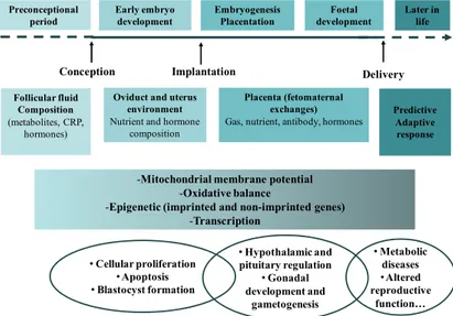 Figure 1: Maternal Nutrition Target During Peri-Conceptional Period.  1 - Preconceptional Period 