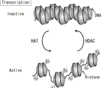Figure 1: The Mechanisms of Histone Acetylation Dependent Transcriptional Regulation. 