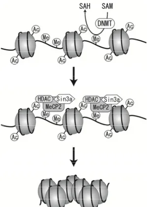 Figure 2: The Mechanisms of DNA Methylation Dependent Transcriptional Regulation. Ac: Acetyl Group, Me: Methyl Group