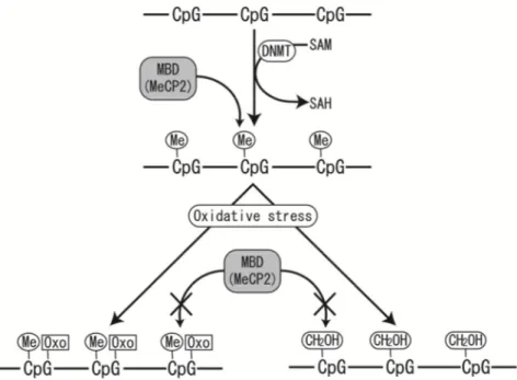 Figure 4: Modification of DNA by Oxidative Stress and its Effects on the Binding of MBD to DNA