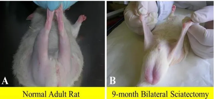 Fig 1.  Macroscopic aspects of rat posterior legs. In comparison to adult normal rat (A), the 9-month denervated  legs (B) appear to have completely lost their muscle mass