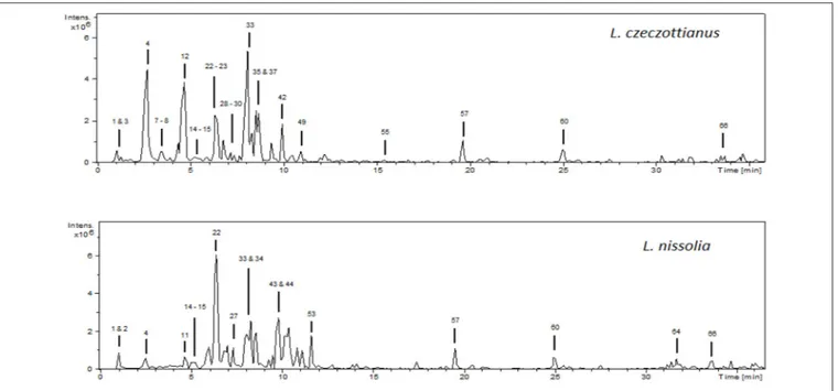 FIGURE 1 | HPLC-ESI/MS n base peak chromatograms (BPC) of the methanolic extracts from L