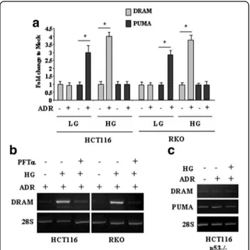 Fig. 1 High glucose (HG) switched the adriamycin (ADR)-induced p53 transcriptional activity from PUMA to DRAM