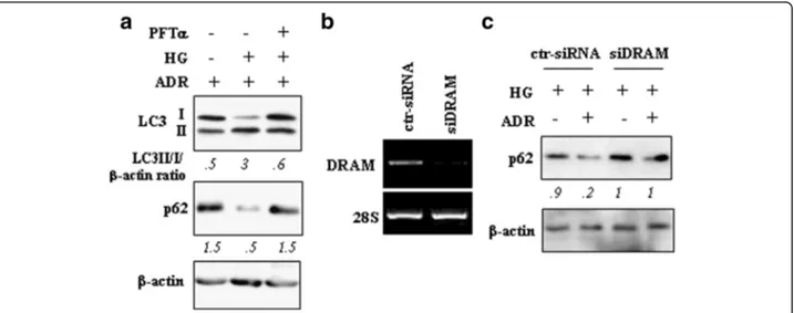 Fig. 3 Increase of autophagy of ADR-treated cells in HG was in part depended on p53 activity