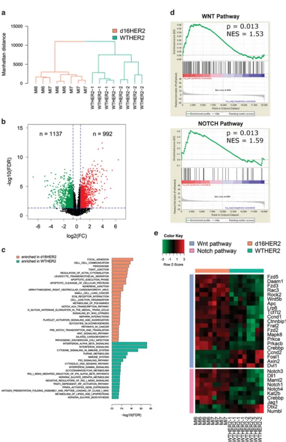 Figure 2. Molecular analyses of d16HER2- and WTHER2-positive cell lines. (a) Dendrogram obtained from hierarchical clustering of MI6, MI7, WTHER2_1 and WTHER2_2 tumor cell lines based on the expression of the top 5000 most variable genes