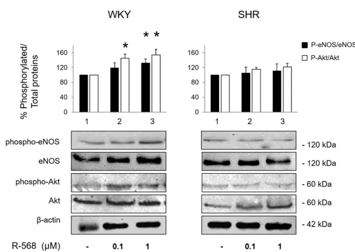 Fig 4. Evaluation of signaling pathways activated by R-568 in MVB from WKY and SHR. MVB homogenates from experiments described in