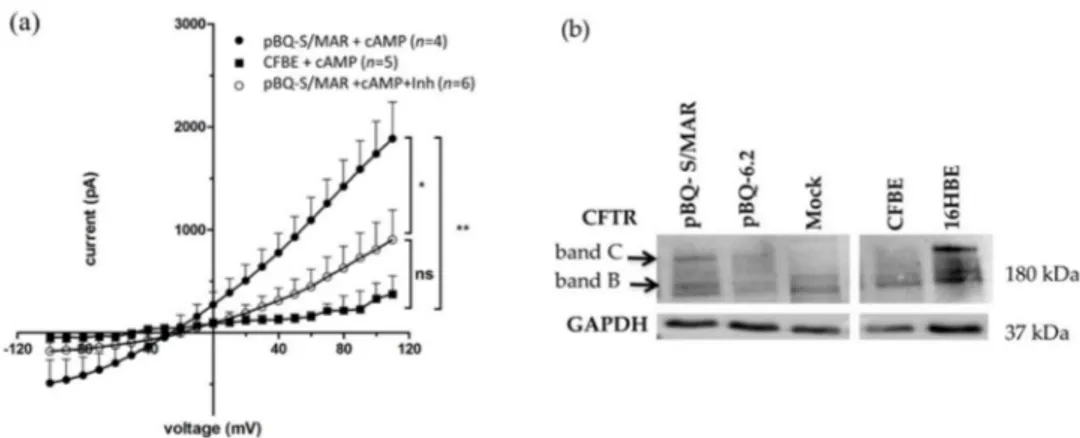 Figure 4. Functional CFTR production in transfected CFBE cells. (a) CFTR channel encoded by pBQ-S/MAR increases chloride currents in CFTR deficient cells