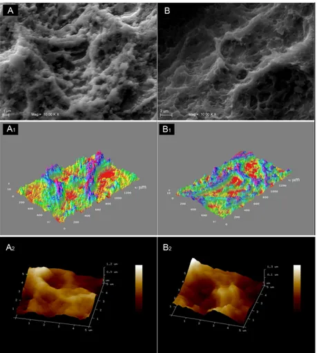 Figure 4. SEM images at 10,000× magnifications of the surfaces of the specimens and 3D surface plots 