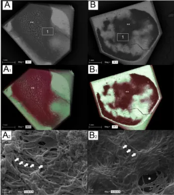 Figure 5. SEM images at 39× magnifications of the fibrin clot over the surfaces of the specimens