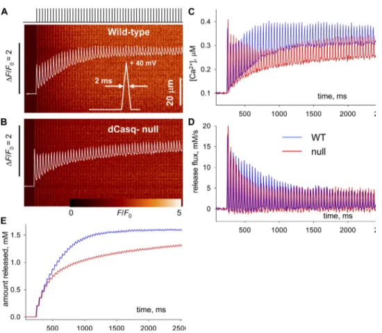 Figure  8.   Transients  and  flux  elicited by a pulse train. The  fig-ure illustrates the kinetic analysis   of Ca 2+  flux for transients elicited  by a train of depolarizing pulses  (illustrated in A) to + 40 mV, at  30  Hz,  lasting  2.5  s