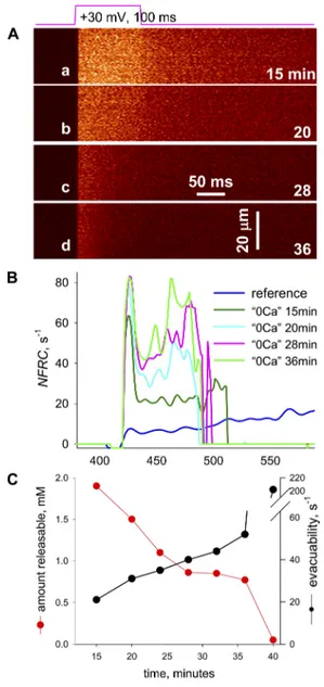Figure  4.   Fluorescence  and  flux  in  WT  cells  exposed  to  0  Ca.  (A) Fluorescence transients in response to the depolarizing pulse  shown
