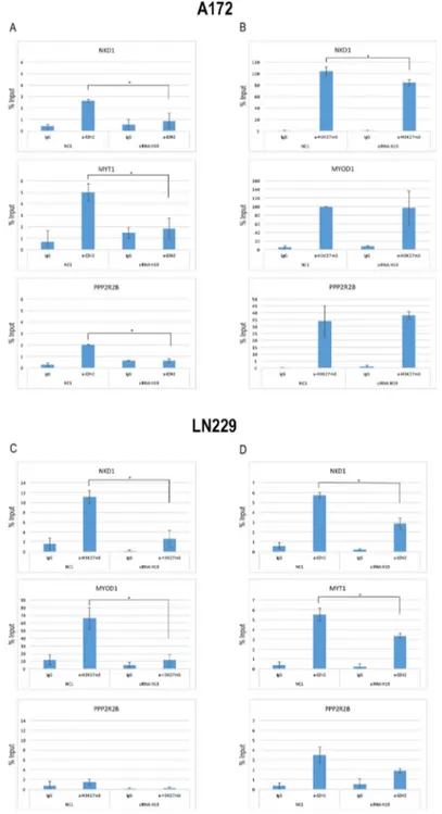 Figure 5: EZH2 is recruited to its target genes by means of H19.  (A) qPCR analysis of ChIP assays with an anti-EZH2 antibody  (a-EZH2) and, as controls, normal rabbit IgG (IgG) on chromatin from A172 cells silenced for H19 (siRNA H19) or with a non target