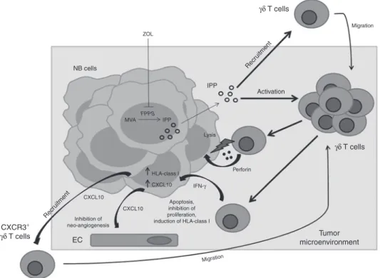 Figure 8  A model for the effects of combined treatment with ZOL and human Vγ9Vδ2 T cells on NB tumor microenvironment
