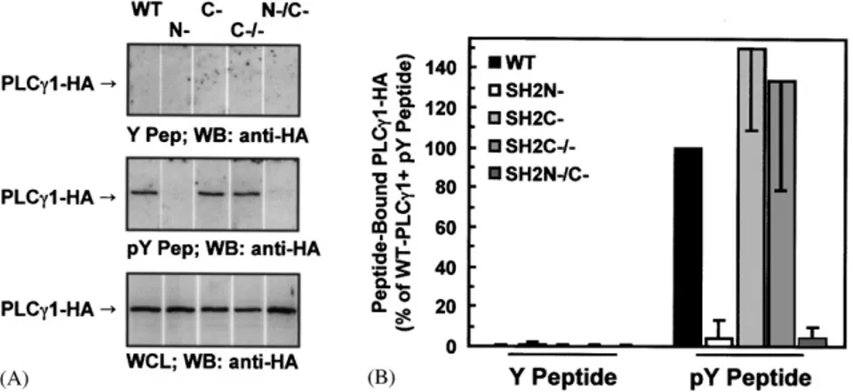 Fig. 6. PLCg1 SH2C-domain mutant binds to immobilized tyrosine-phosphorylated peptides