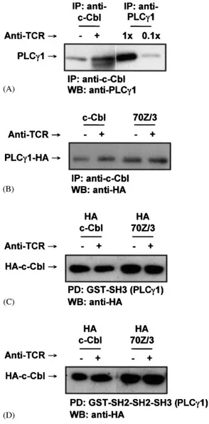Fig. 8. c-Cbl and 70Z/3 Cbl constitutively interact with PLCg1 and its SH3 domain. (A)
