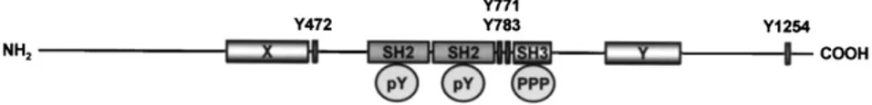 Fig. 1. Structure of phospholipase Cg. Two domains (X and Y), required for the catalytic activity, are separated by a region that includes two SH2 domains and a single SH3 domain