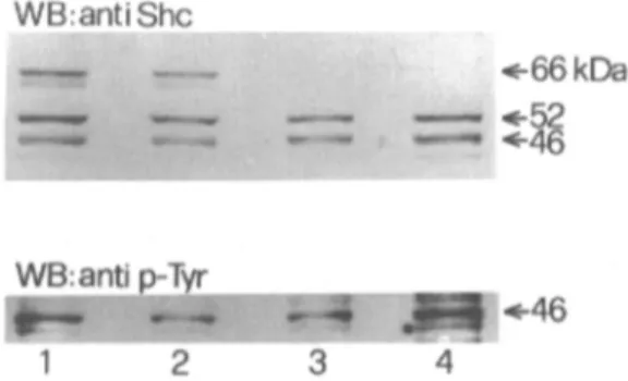 Fig. 7. Involvement of She proteins in the KDR signal