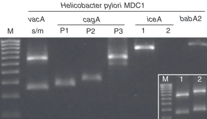 Figure 1 vacA, cagA, iceA and babA2 genotypic status of Helicob- Helicob-acter pylori MDC1 environmental strain