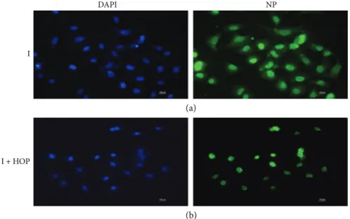 Figure 4: Immunoﬂuorescence images of viral nucleoprotein (green ﬂuorescence) in A549 cells infected for 24 h with PR8 virus (a) and following incubation of the virus with 140 μg/ml HOP (b)