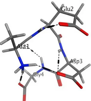 Figure 4. Low energy conformation of the AEDG peptide (Ala-Glu-Asp-Gly, Epitalon). Oxygen atoms  are  red,  nitrogen  atoms  are  blue,  carbon  atoms  are  black,  hydrogen  atoms  are  light  gray,  and  hydrogen bonds are dotted