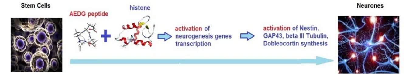 Figure 6. Possible scheme of peptide epigenetic regulation of stem cells neuronal differentiation