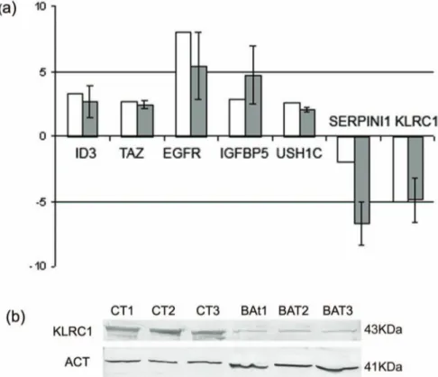 Figure 4. Validation of gene-expression. (a) qPCR validation of a subset of genes differentially expressed between BAT and CTRL