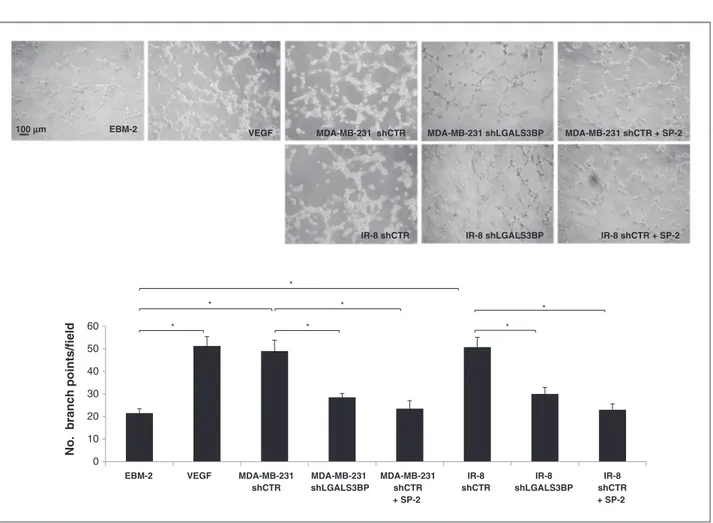 Figure 2. SP-2 inhibits tube formation induced by conditioned medium (CM) of MDA-MB-231 breast cancer and IR-8 melanoma cells